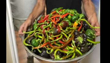 Powell River Annual Pepper Harvest Feature